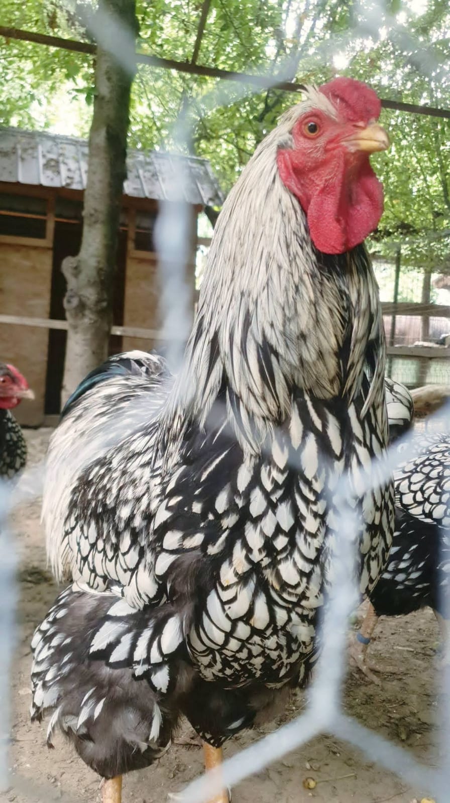 Ograda Bunicilor