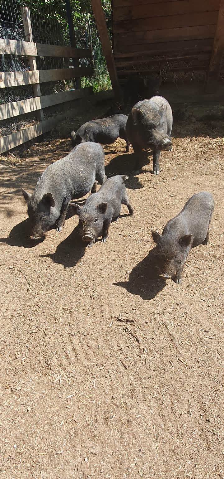 Ograda Bunicilor